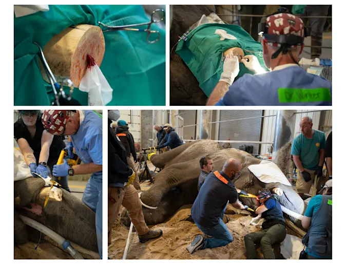 Veterinarians helping elephant lying on side. Veterinarians helping elephant lying on side.