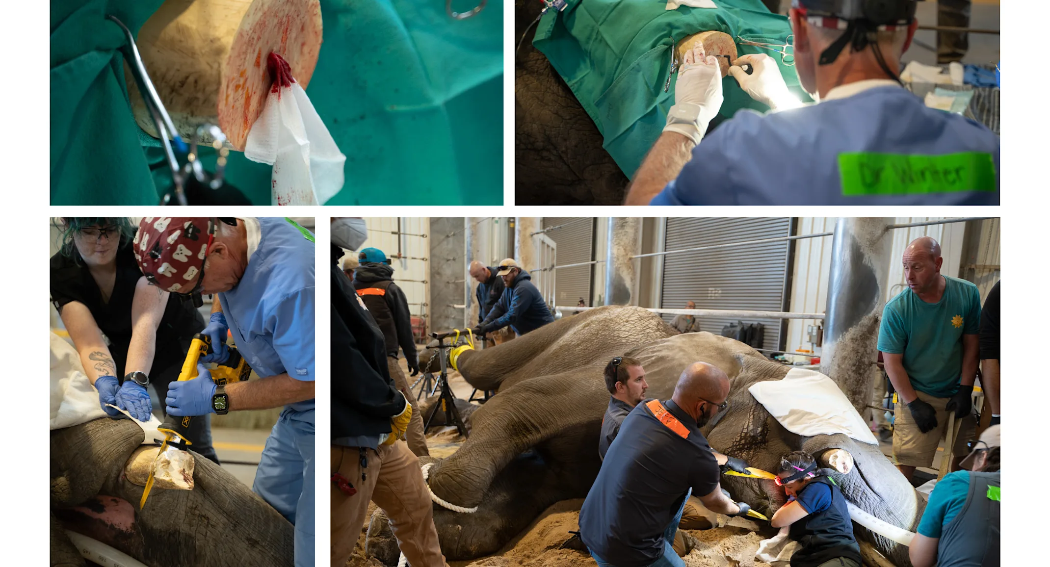 Veterinarians helping elephant lying on side. Veterinarians helping elephant lying on side.