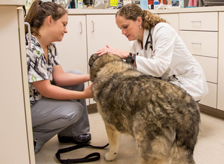 Poquoson Veterinary Hospital Patient Checkup. A female nurse and a female veterinary doctor is checking on an old dog on the floor for his / her conditions.