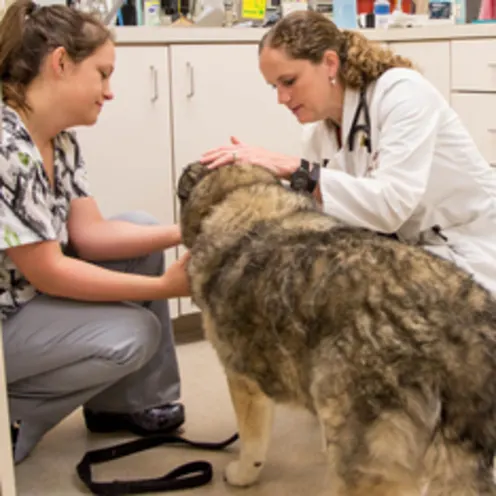 Poquoson Veterinary Hospital Patient Checkup. A female nurse and a female veterinary doctor is checking on an old dog on the floor for his / her conditions. Poquoson Veterinary Hospital Patient Checkup. A female nurse and a female veterinary doctor is checking on an old dog on the floor for his / her conditions.