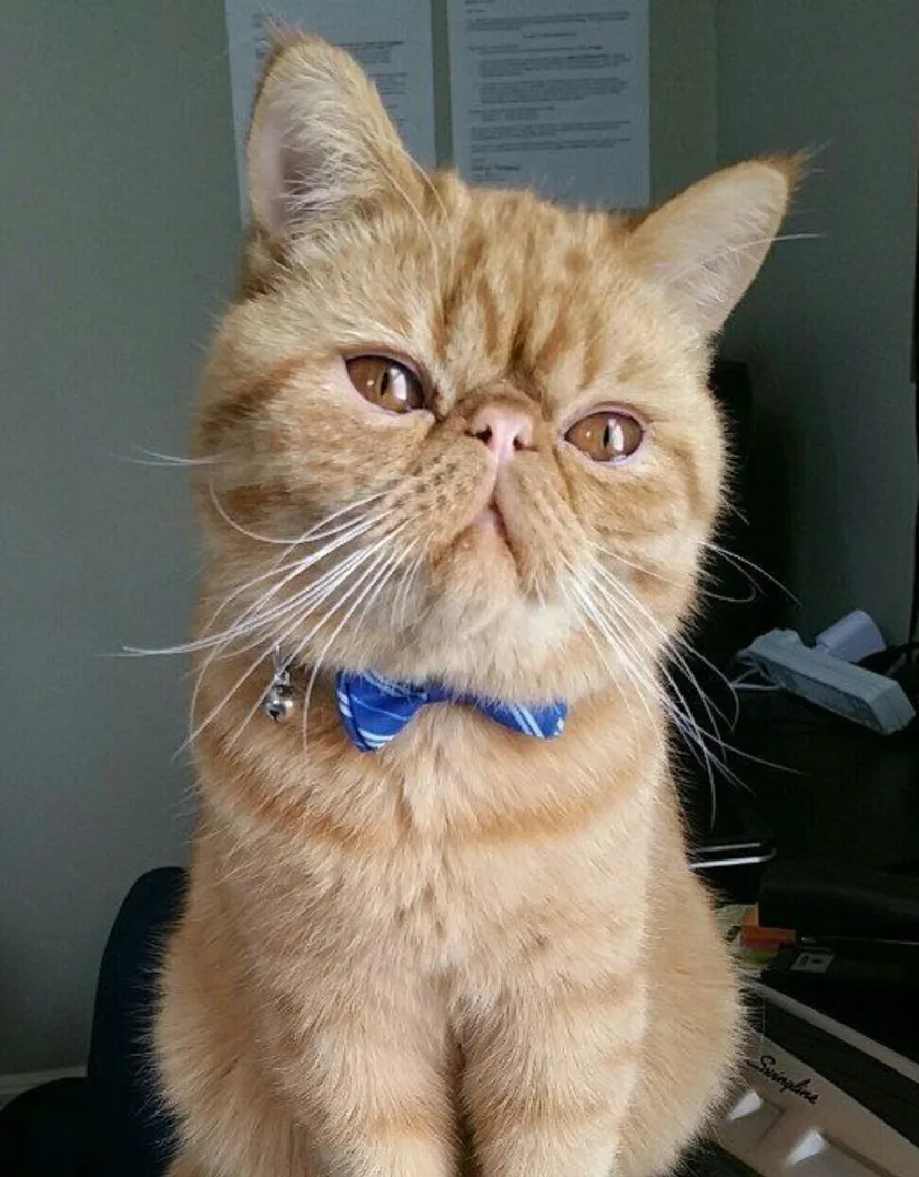 A ginger Persian cat wearing a blue bow tie