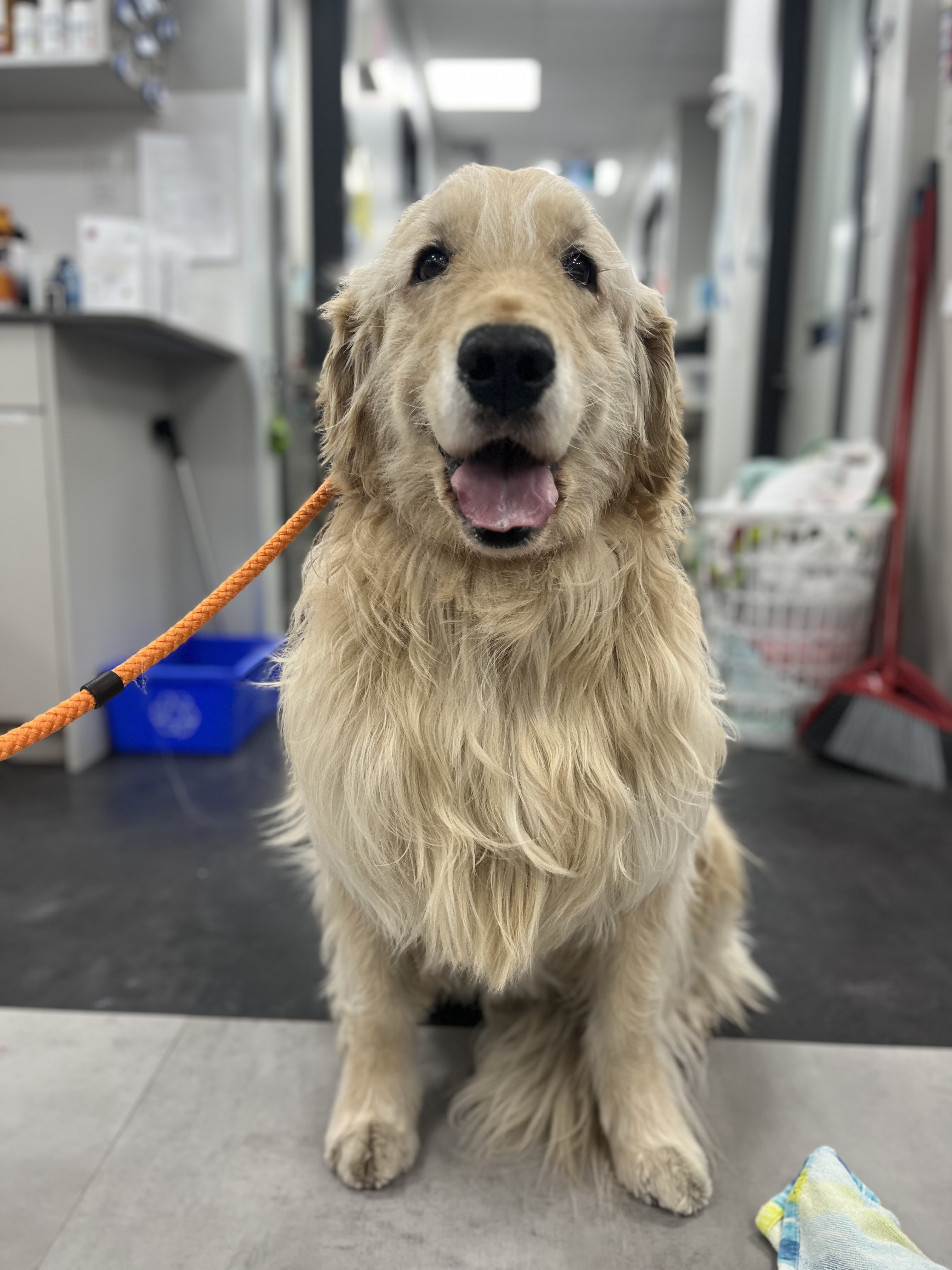 A yellow golden retriver