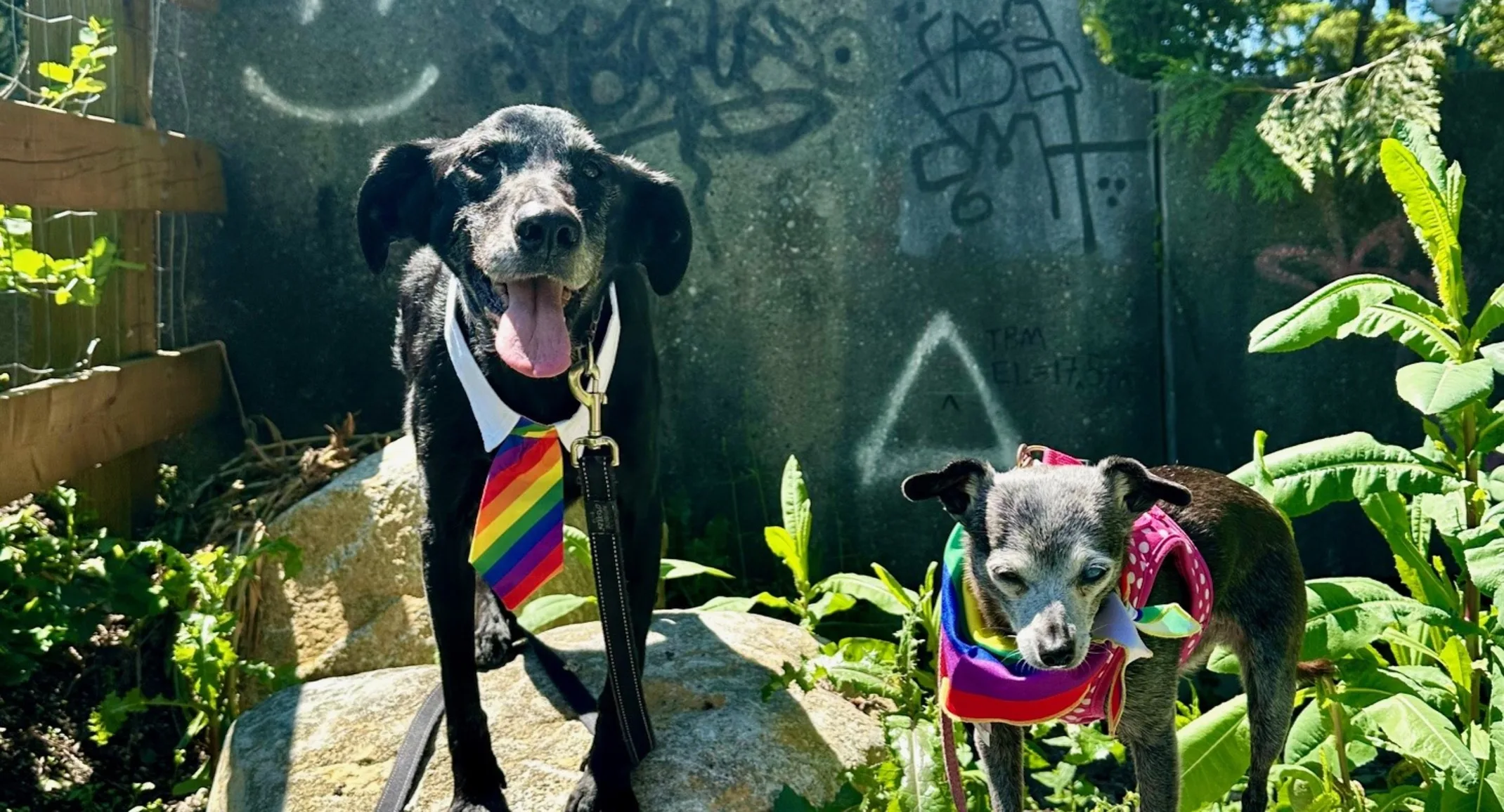 two patients being walked two patients being walked
