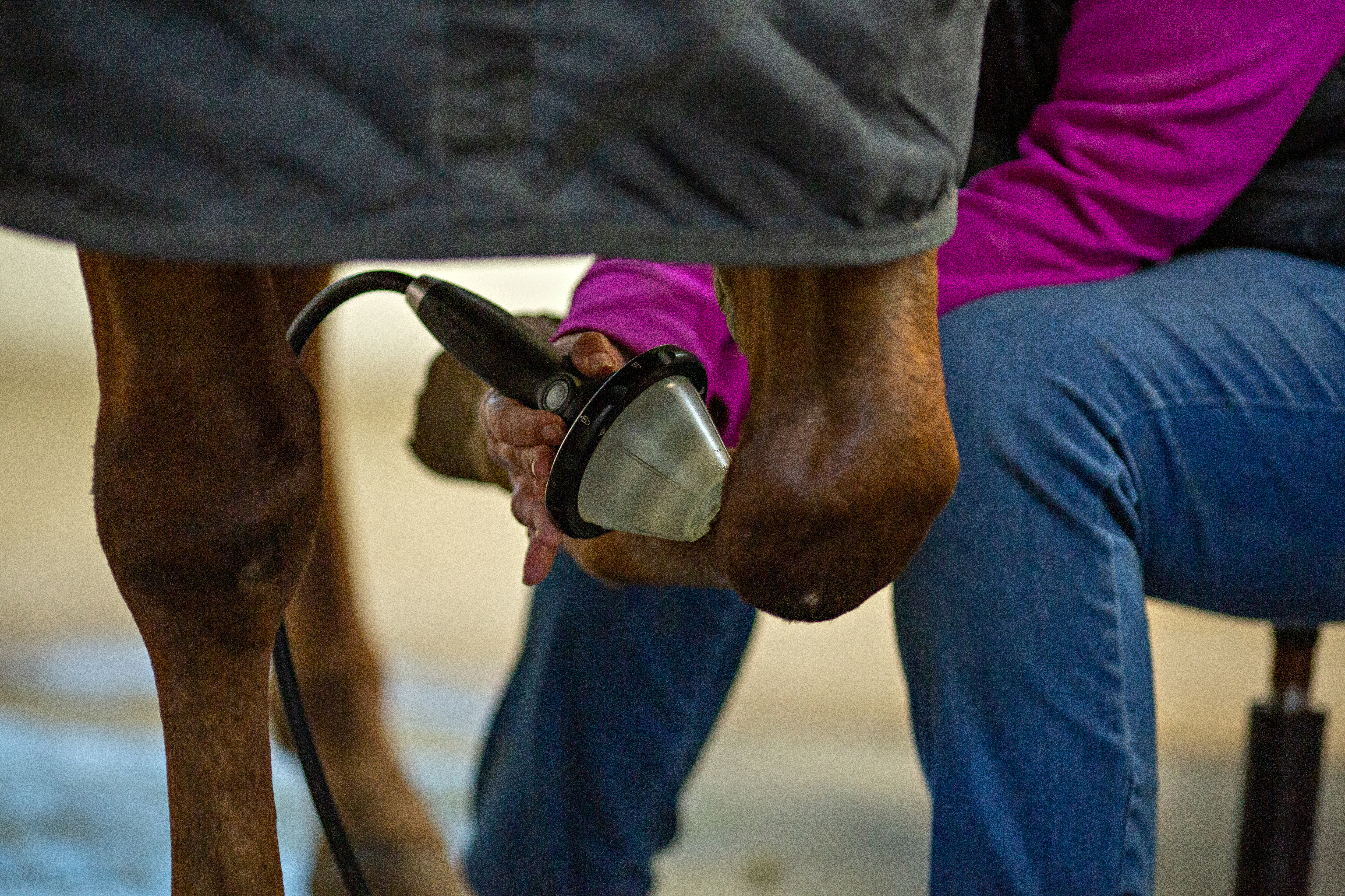 Syringe being injected into horse