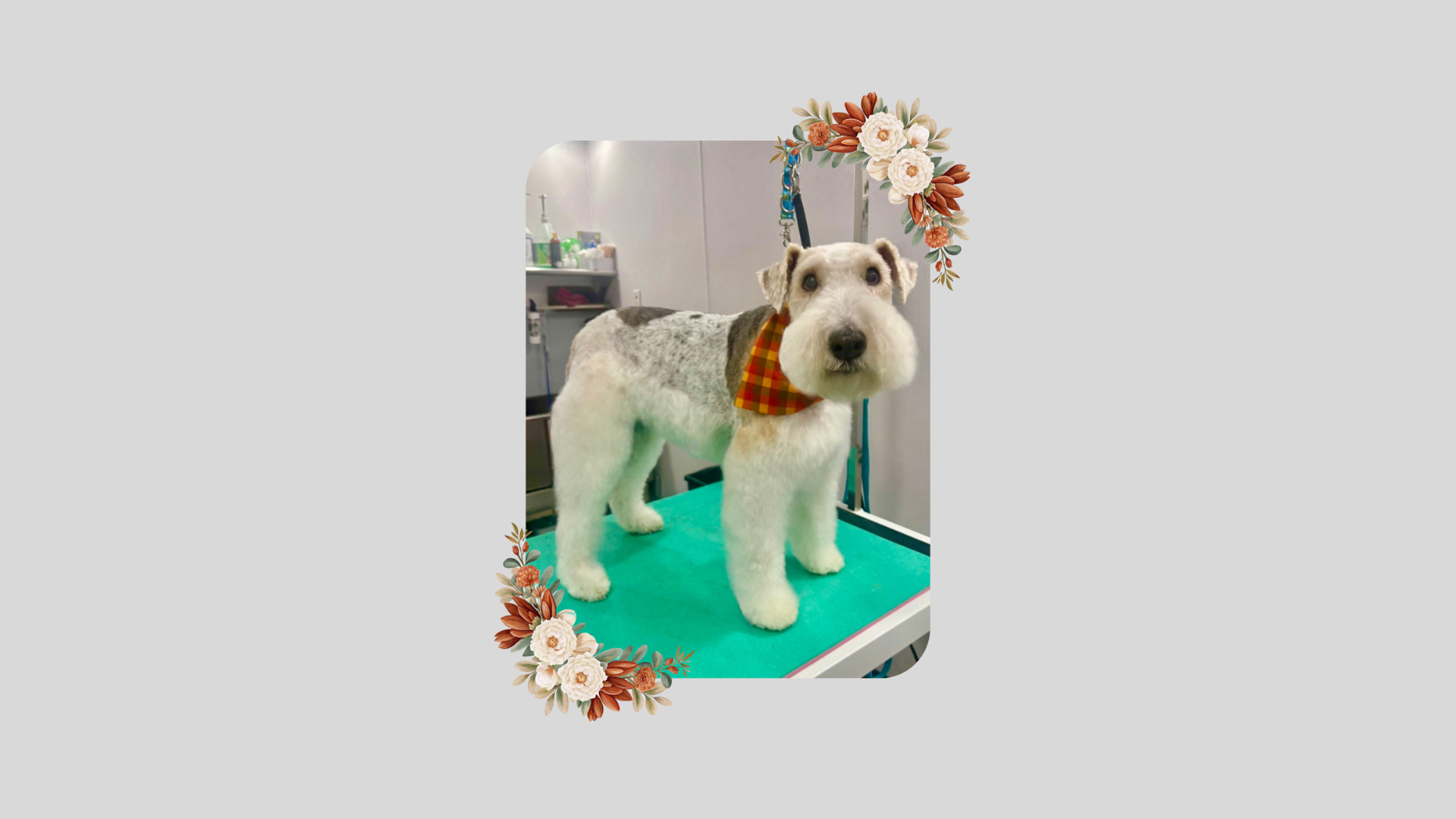 White dog with a red and brown bandana on a grooming table
