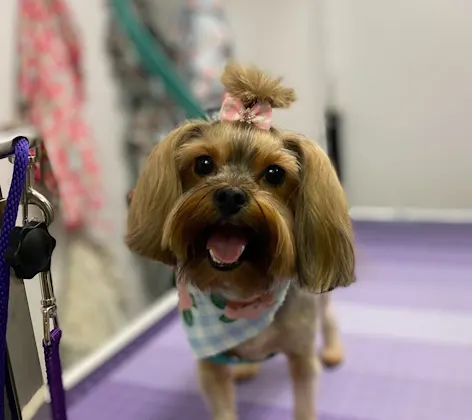 Small brown dog standing on a grooming table Small brown dog standing on a grooming table