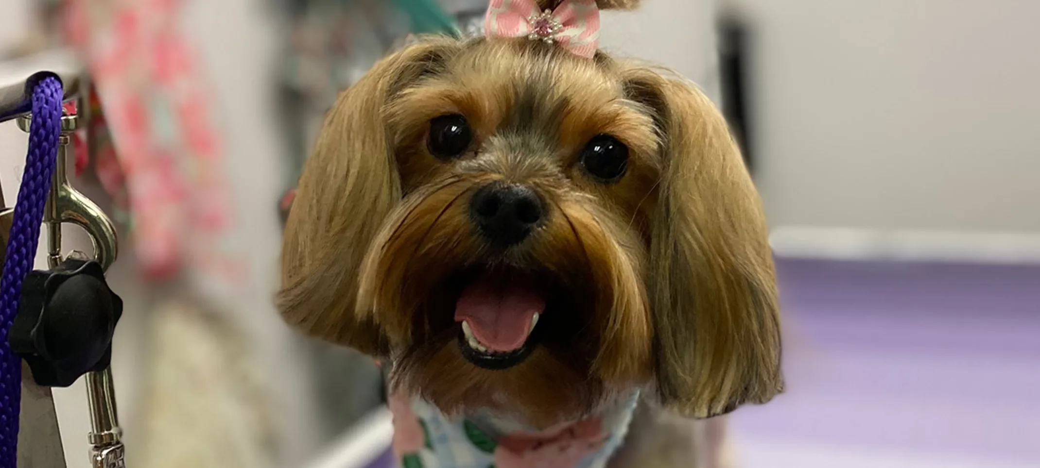 Small brown dog standing on a grooming table