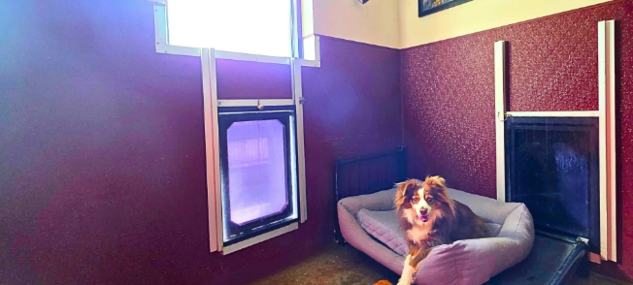 Boarding Room with Dog at Lafayette Veterinary Care Center Boarding Room with Dog at Lafayette Veterinary Care Center