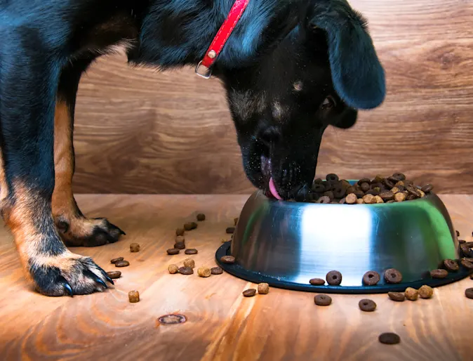 dog eating food dog eating food