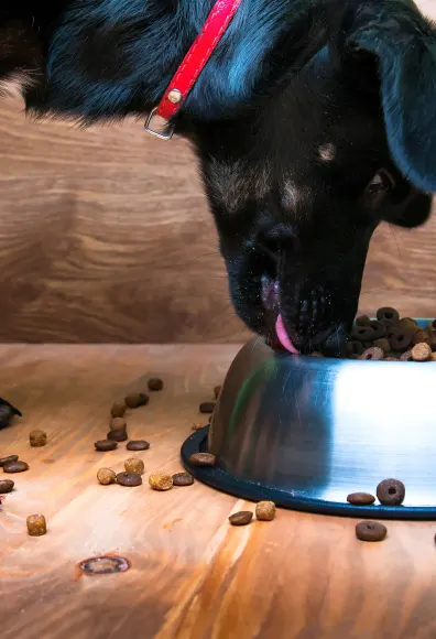 dog eating food dog eating food