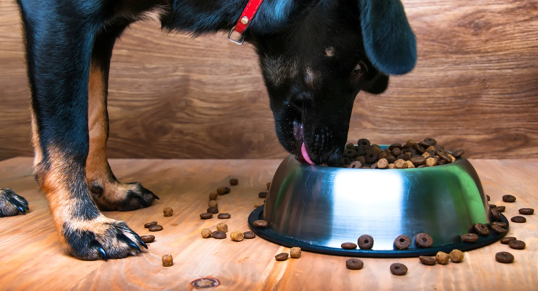 dog eating food dog eating food