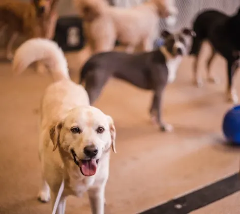 Boarding at Oswego Animal Hospital Boarding at Oswego Animal Hospital