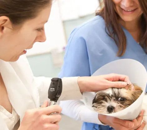 Two staff examining a small dog with a cone Two staff examining a small dog with a cone