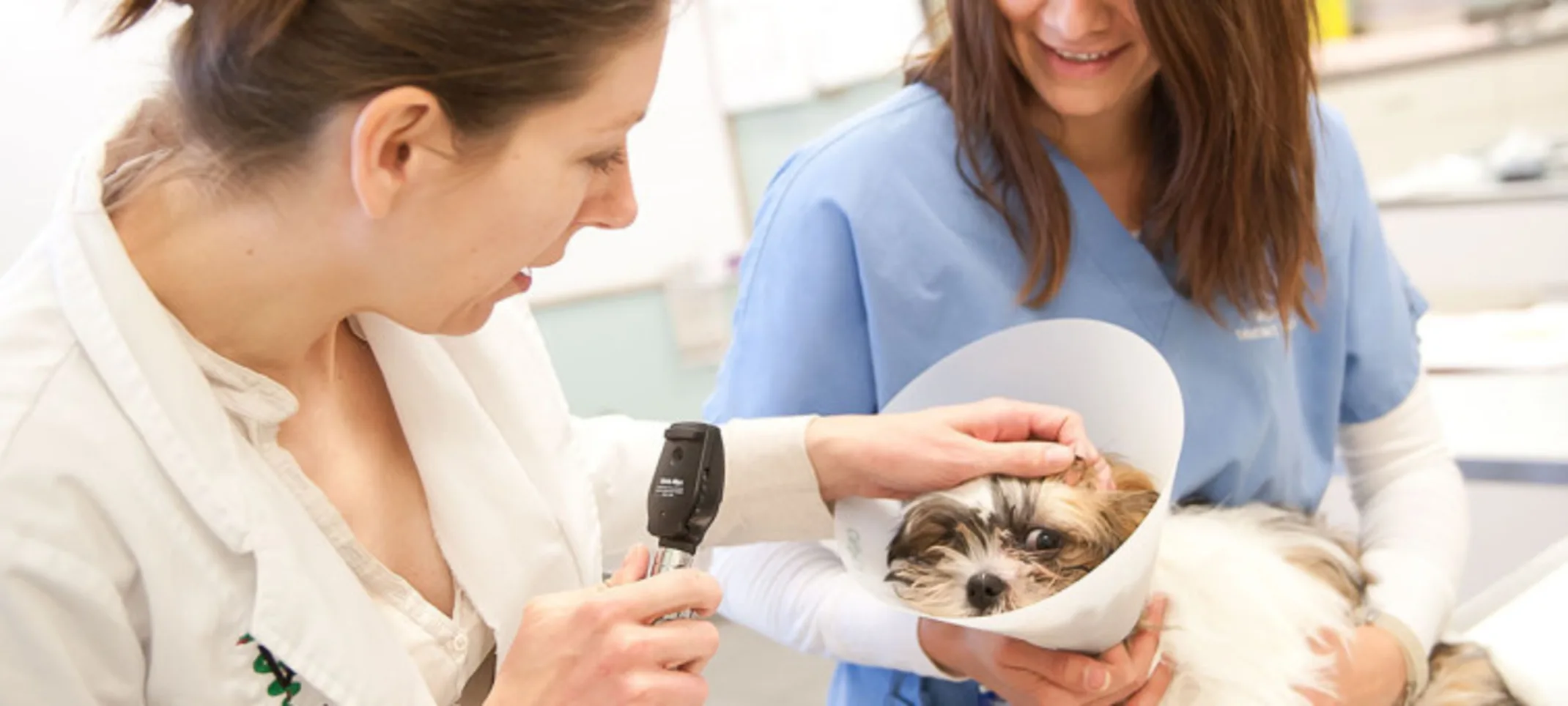 Two staff examining a small dog with a cone Two staff examining a small dog with a cone