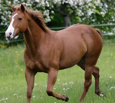 Brown horse jog around field Brown horse jog around field