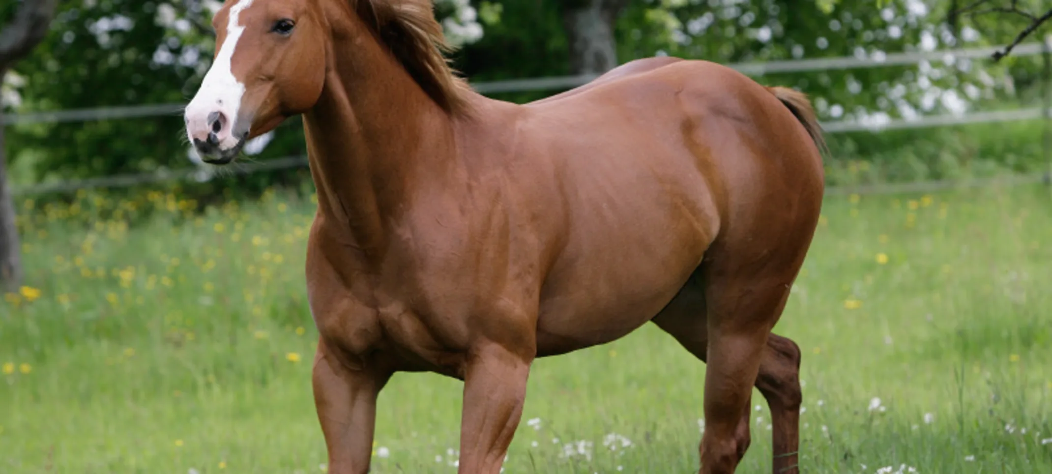 Brown horse jog around field Brown horse jog around field