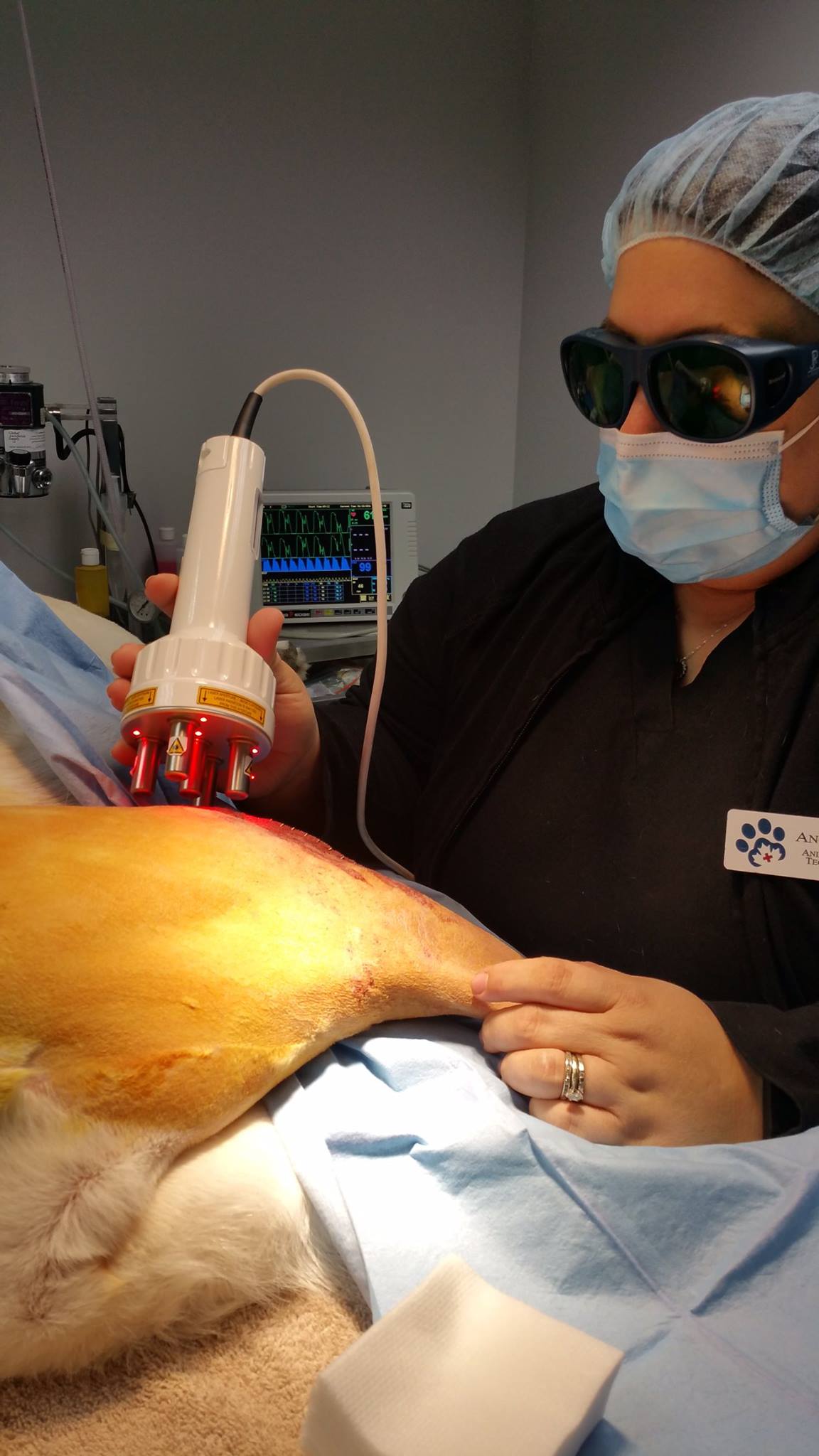 Dog on table getting worked on