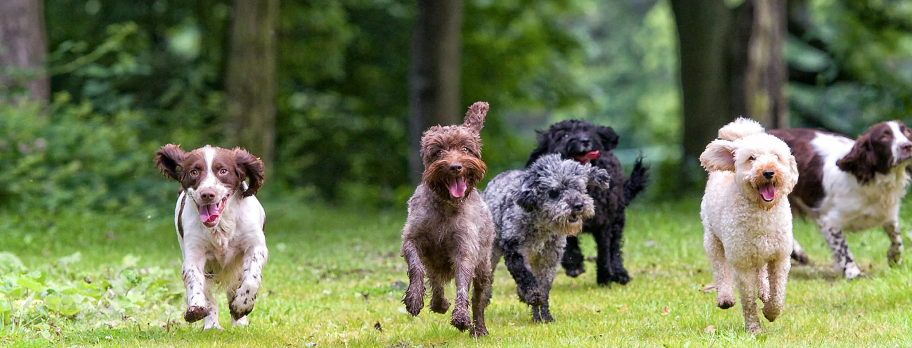 Packing of dogs running through a grassy field. Packing of dogs running through a grassy field.