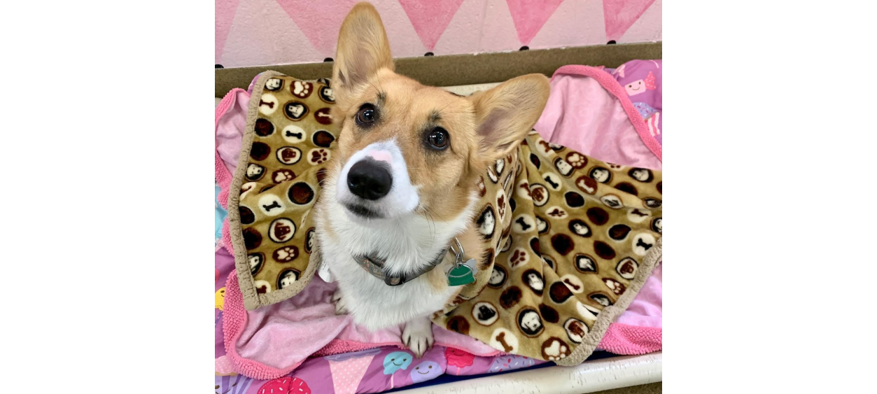 Brown/White Dog Sitting in Single Lodge