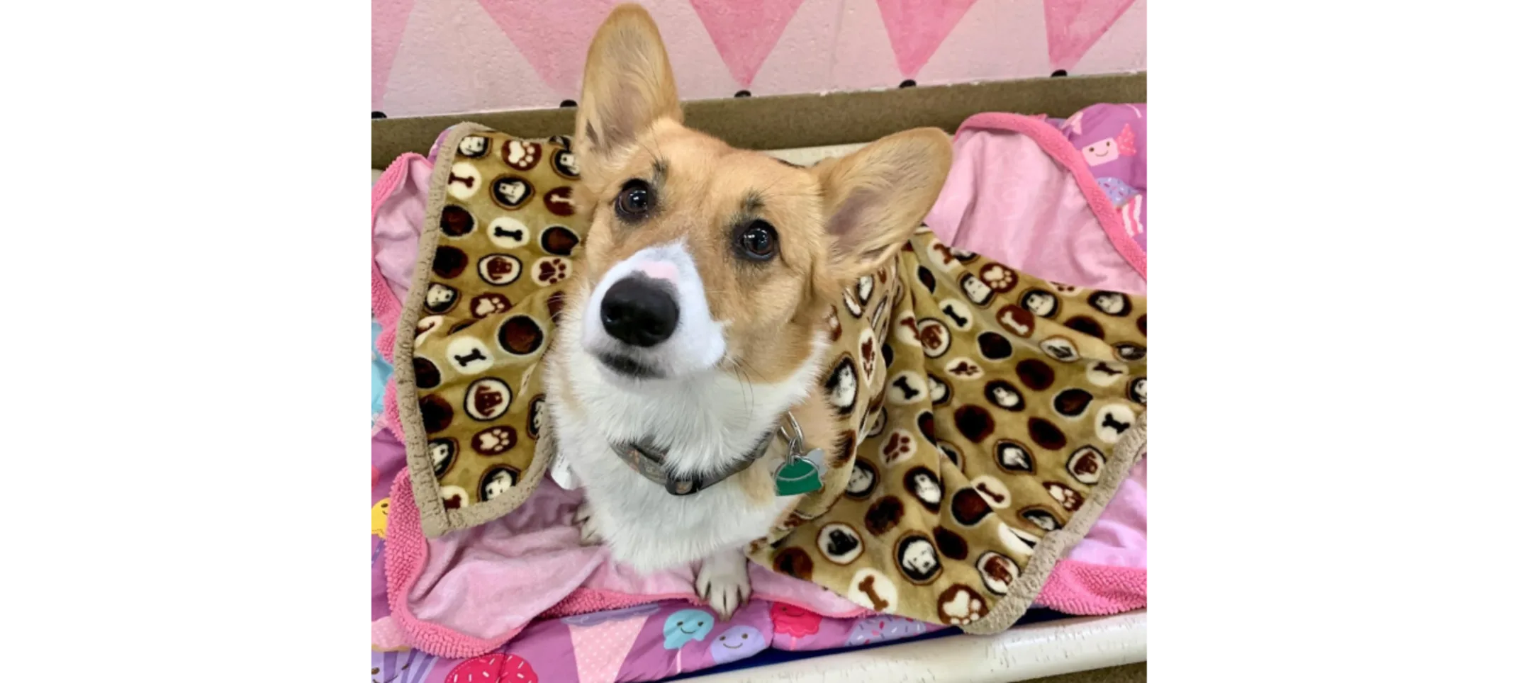 Brown/White Dog Sitting in Single Lodge Brown/White Dog Sitting in Single Lodge