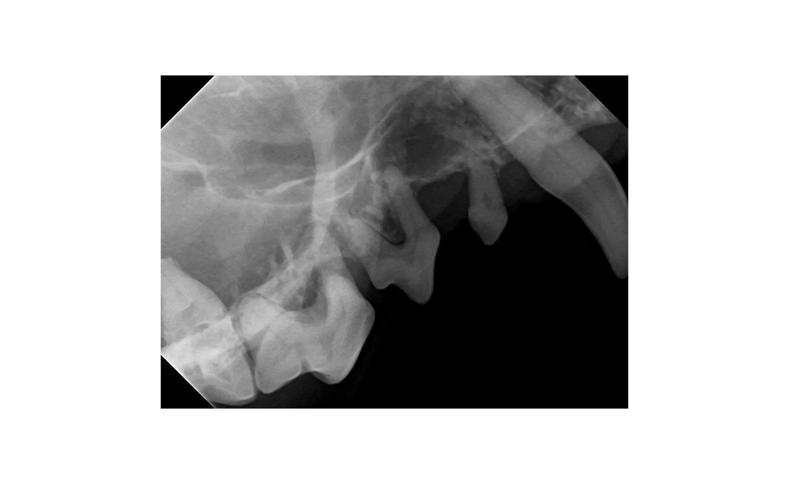 X-Ray of Dog's teeth X-Ray of Dog's teeth