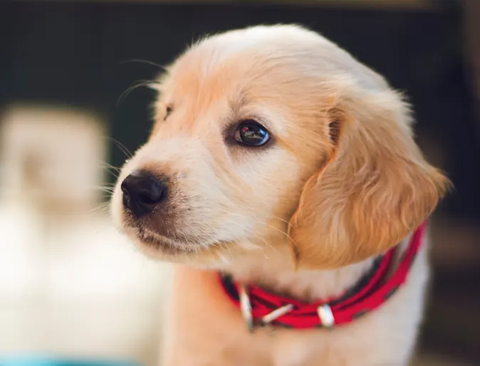 Puppy Puppy