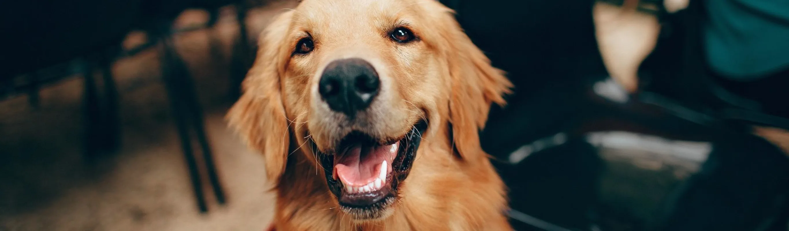Golden Retriever smiling Golden Retriever smiling