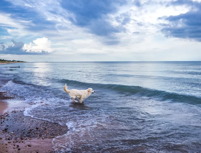 Dog in the water along the coast of Lake Michigan Dog in the water along the coast of Lake Michigan