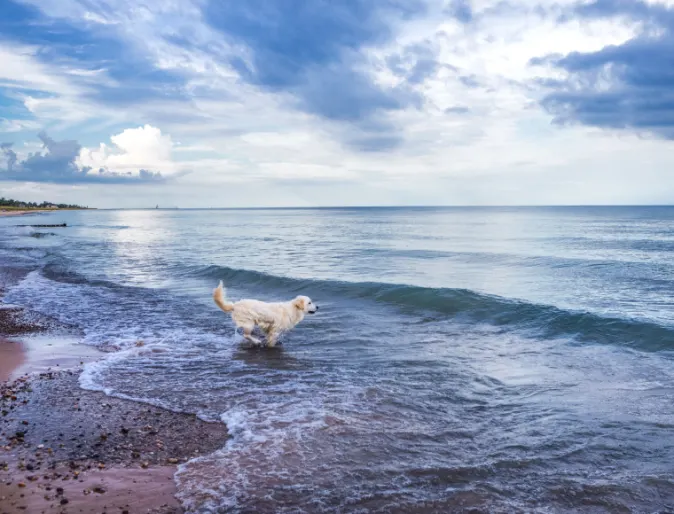 Dog in the water along the coast of Lake Michigan