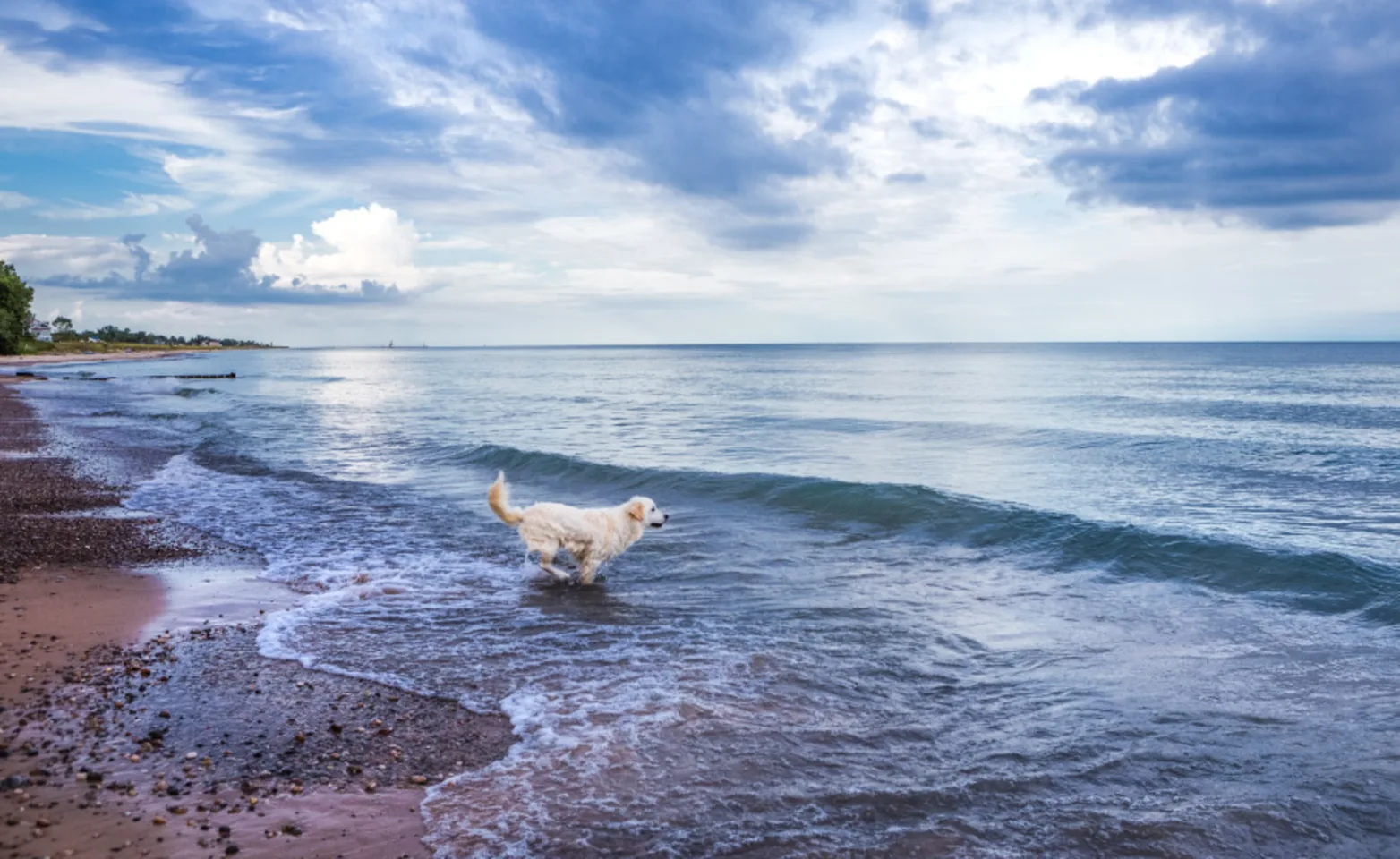 Dog in the water along the coast of Lake Michigan