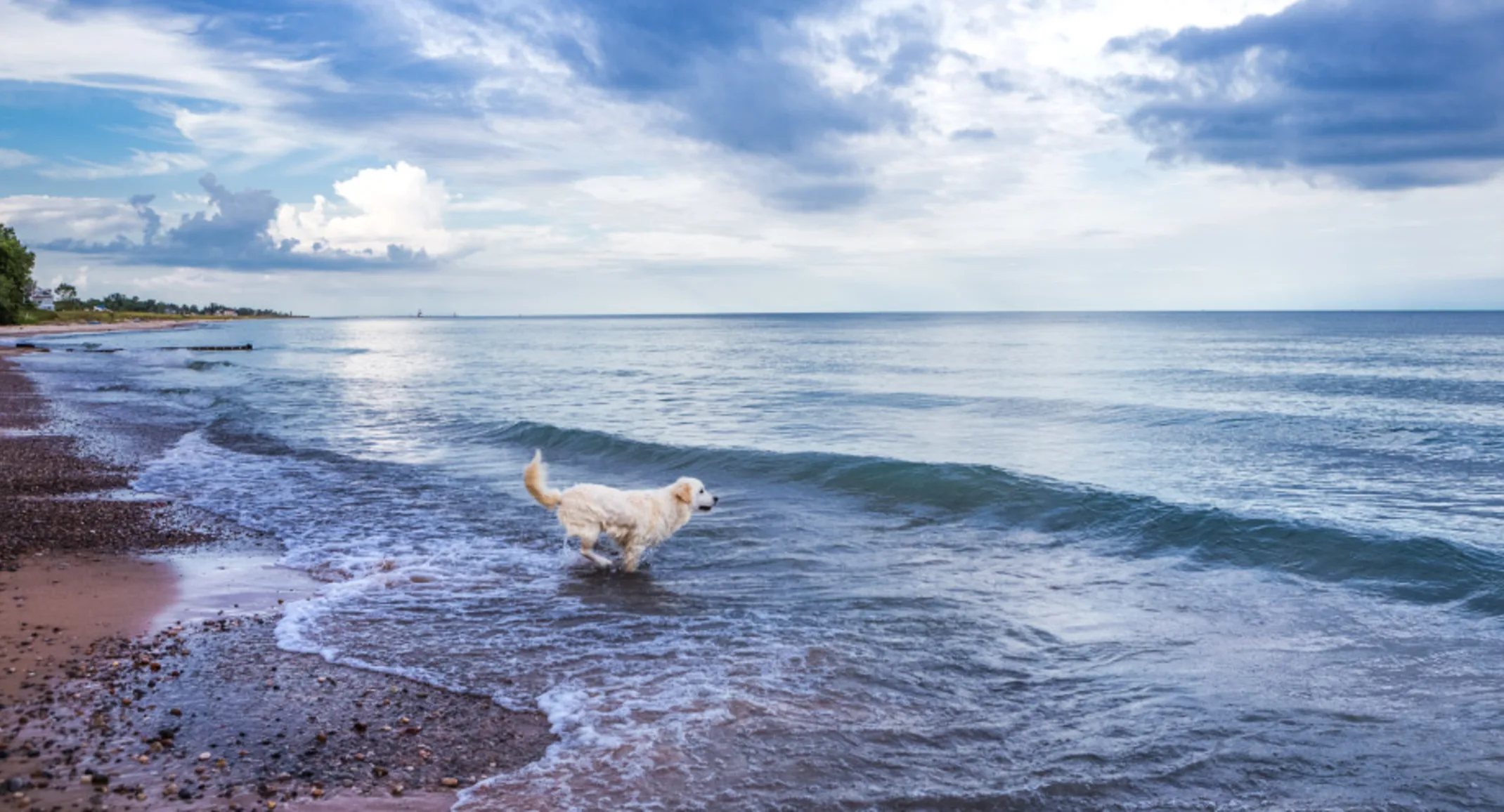 Dog in the water along the coast of Lake Michigan