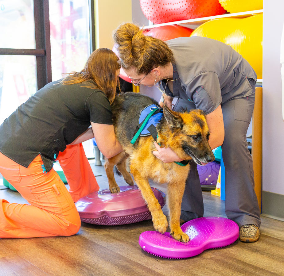 German Shephard doing rehabilitation exercises