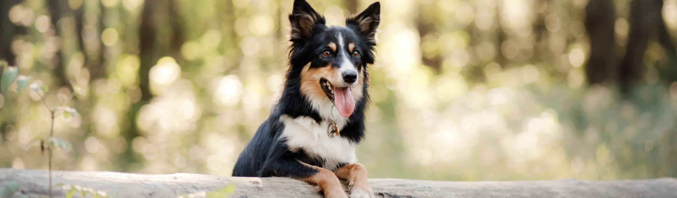 Dog on a Log in Forest Dog on a Log in Forest