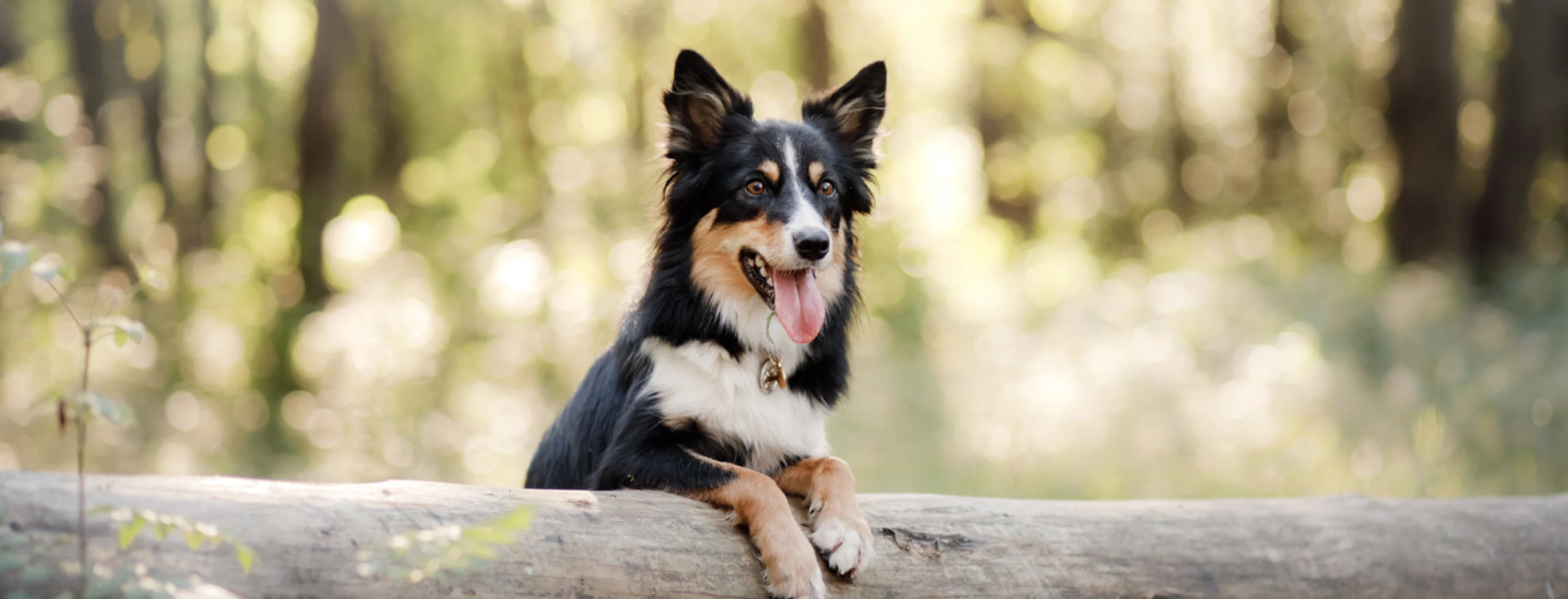 Dog on a Log in Forest