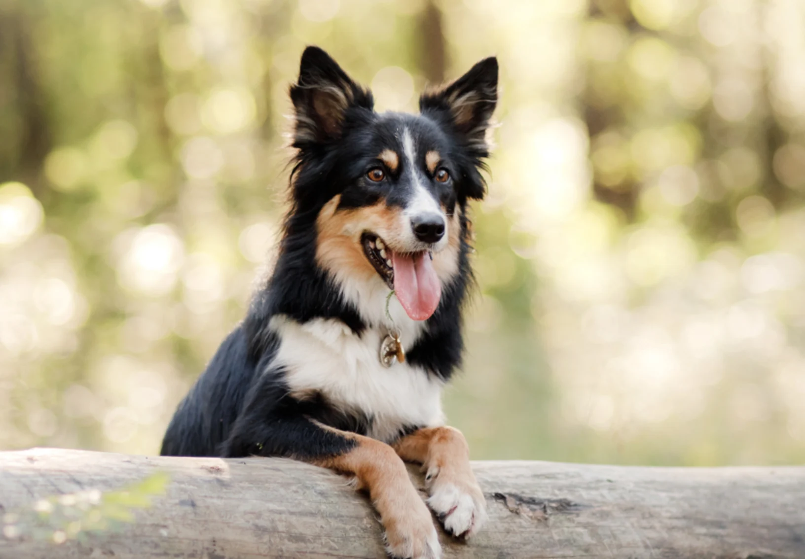 Dog on a Log in Forest Dog on a Log in Forest