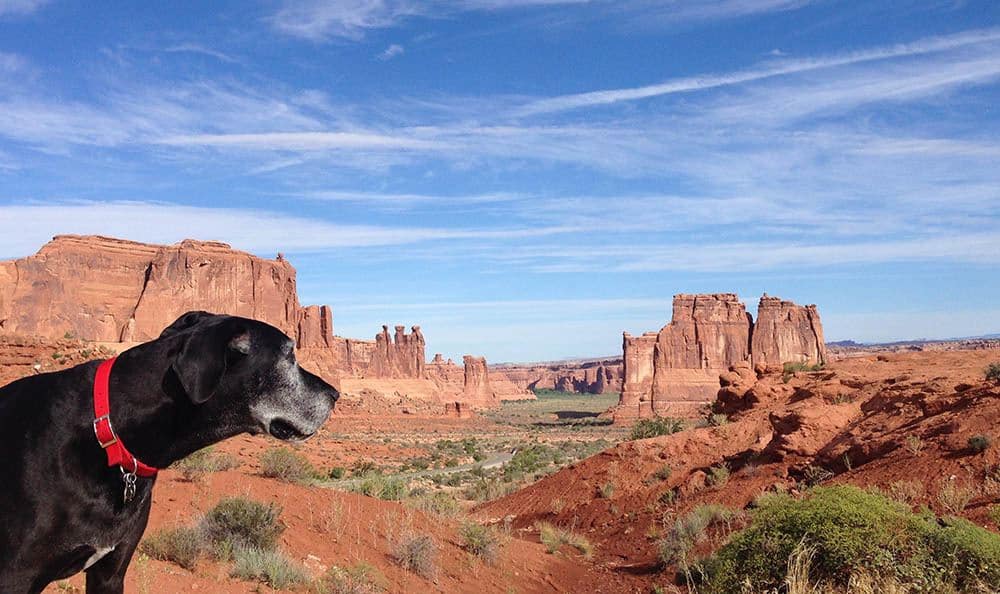 Martini, a black dog with a red collar, looking out over desert mesas.