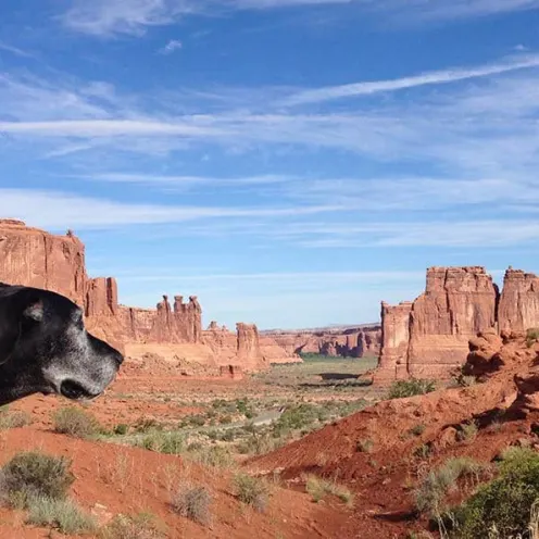 Martini, a black dog with a red collar, looking out over desert mesas.