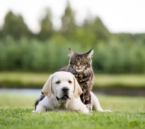 Cat sitting on a dogs back in a park 