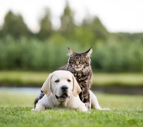 Cat sitting on a dogs back in a park Cat sitting on a dogs back in a park