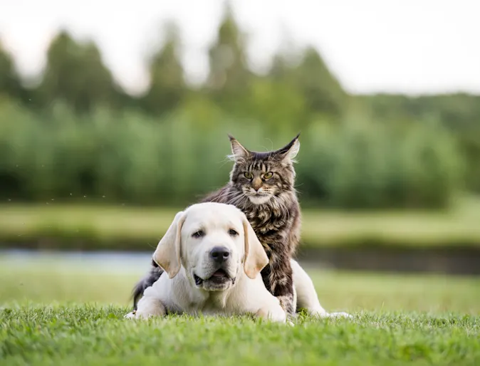 Cat sitting on a dogs back in a park Cat sitting on a dogs back in a park
