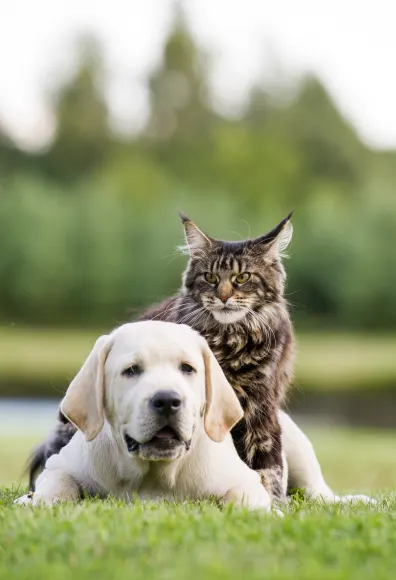 Cat sitting on a dogs back in a park 