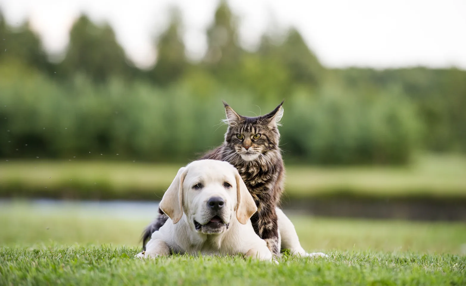 Cat sitting on a dogs back in a park Cat sitting on a dogs back in a park