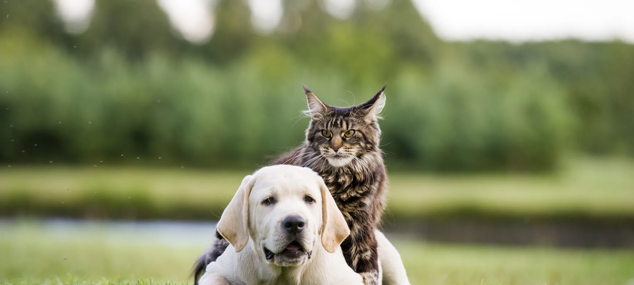 Cat sitting on a dogs back in a park Cat sitting on a dogs back in a park
