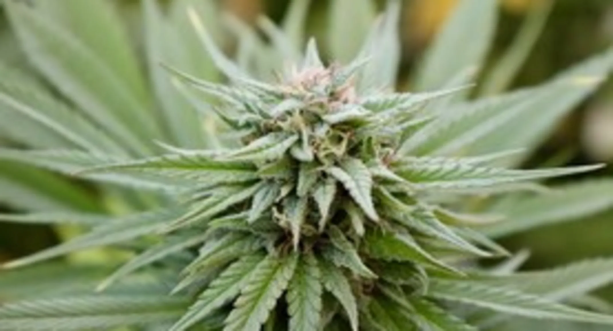 Marijuana Plant Marijuana Plant