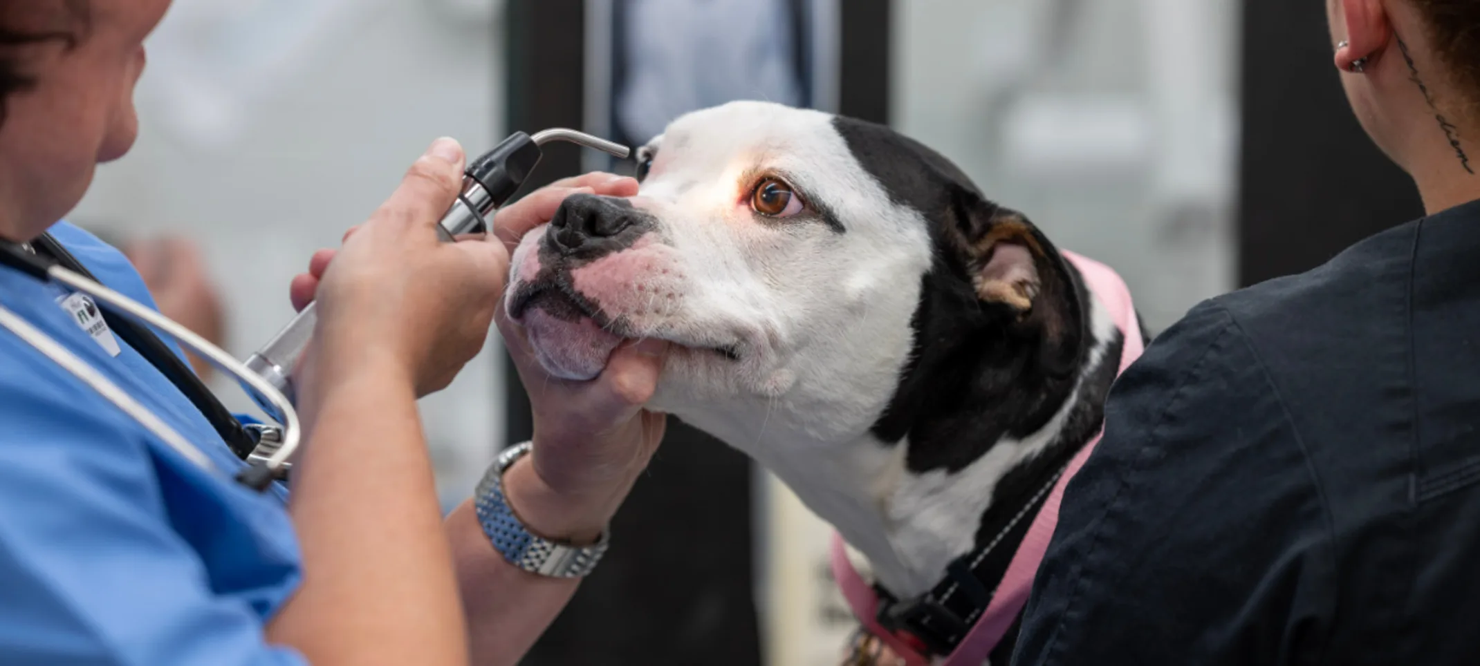 Veterinarians Inspecting a Dog's Eye