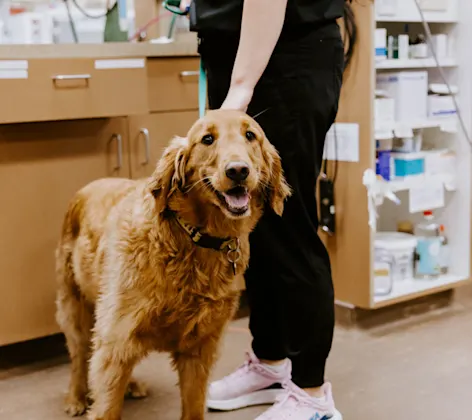 Staff petting a happy golden retriever Staff petting a happy golden retriever