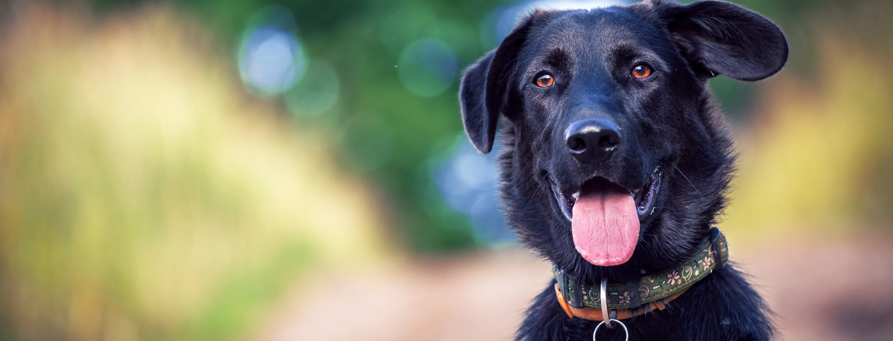 Black dog with tongue out and floppy ears 