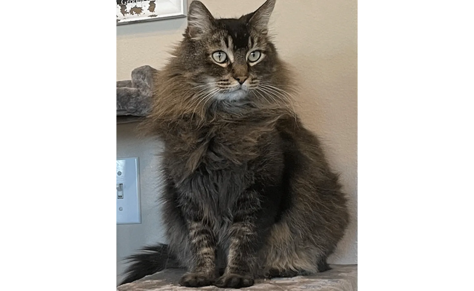 Long haired cat.