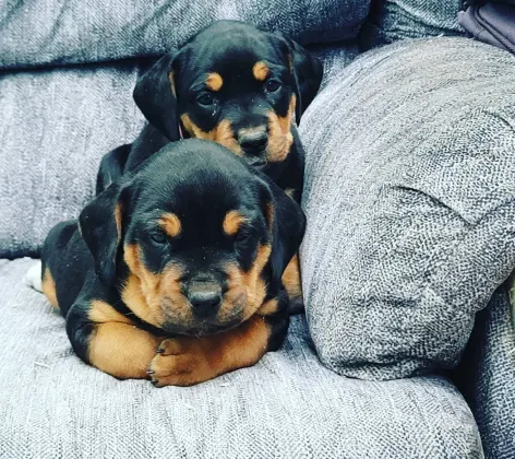 Two dogs on a couch