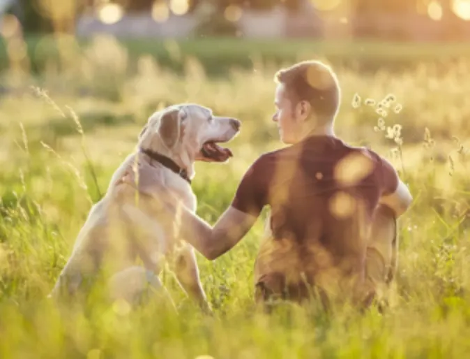 Man Sitting with Golden Retriever (Dog) in Yellow Grassy Field